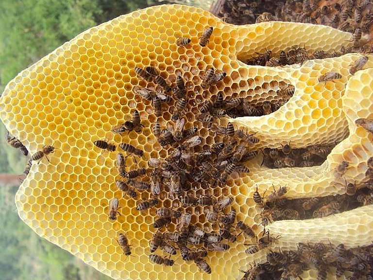 close-up of a honey comb with bees at 'Melissavet'