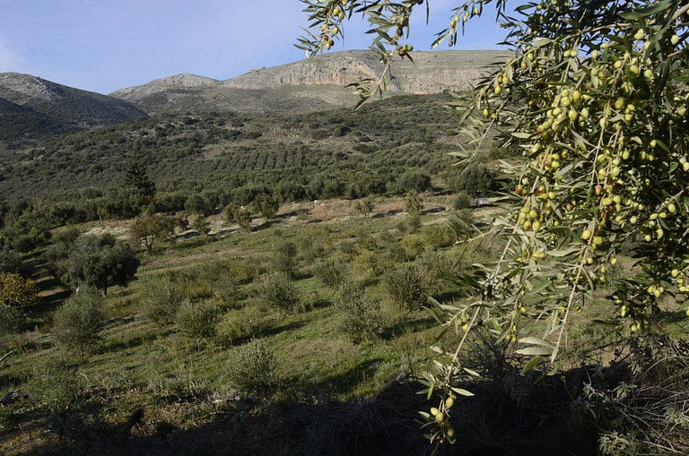 olive tree branches with unripe olives at 'Ktima Kakkavos' and olive trees in the buckgound