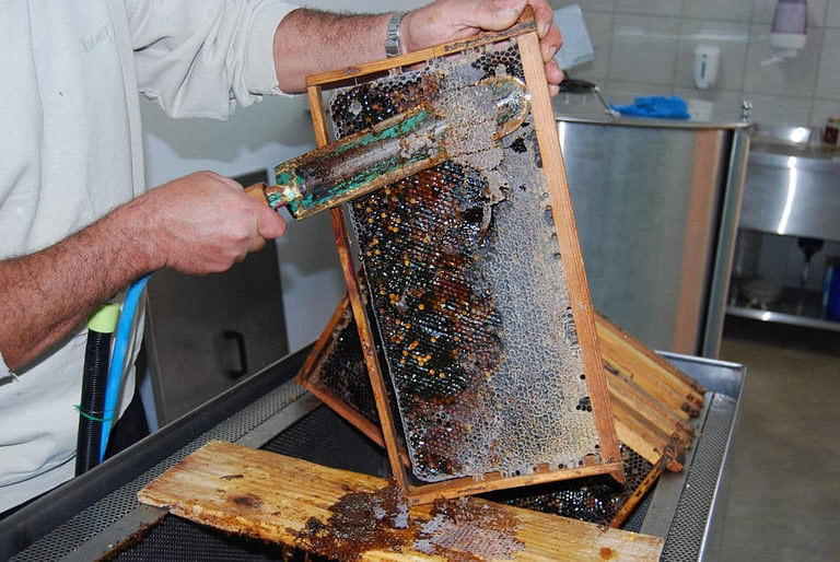 man collecting honey comb in honey extractor from the honeycomb panel at 'Ermionis'