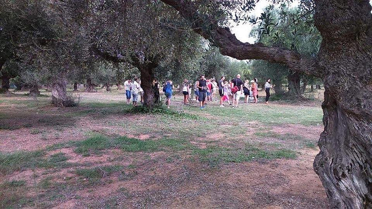 a group of tourists visiting olive trees crops at 'AENAON'