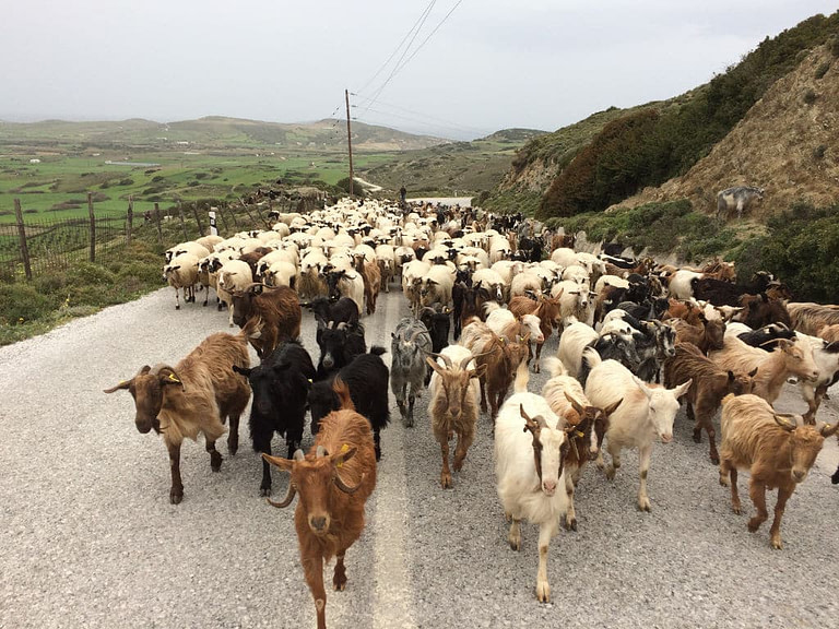 a group of white and brown goats from 'Naos' farm walking on dirt road