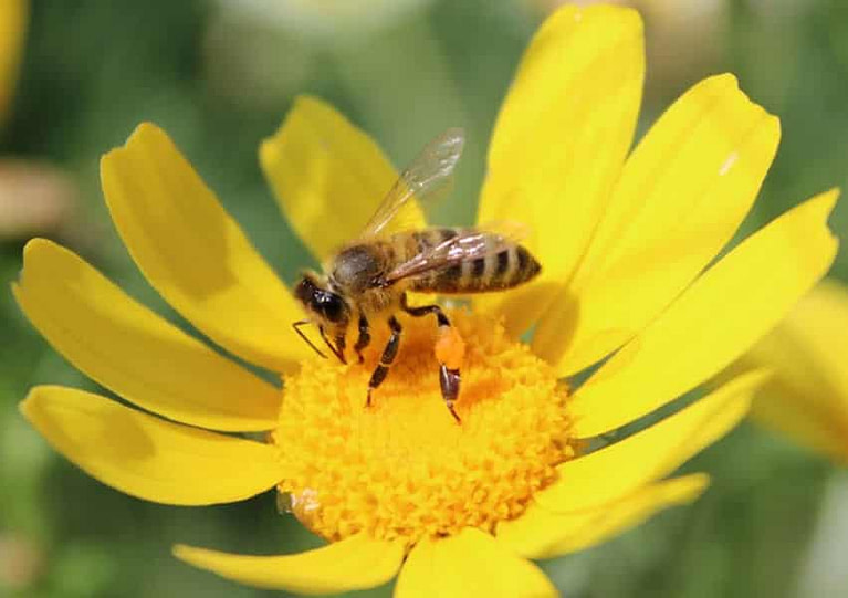 close-up of bee pollinating a daisy flower at ''Eumelon'