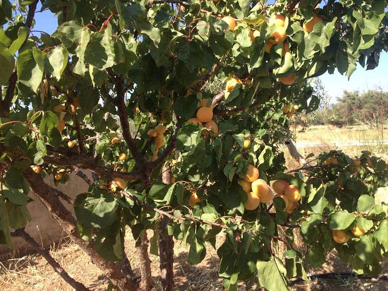 close-up of apricot tree with ripe fruits at Perivolaki farm