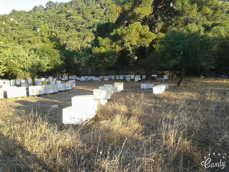 rows of beehives surrounded by dry grass at Melostagma with trees in the background