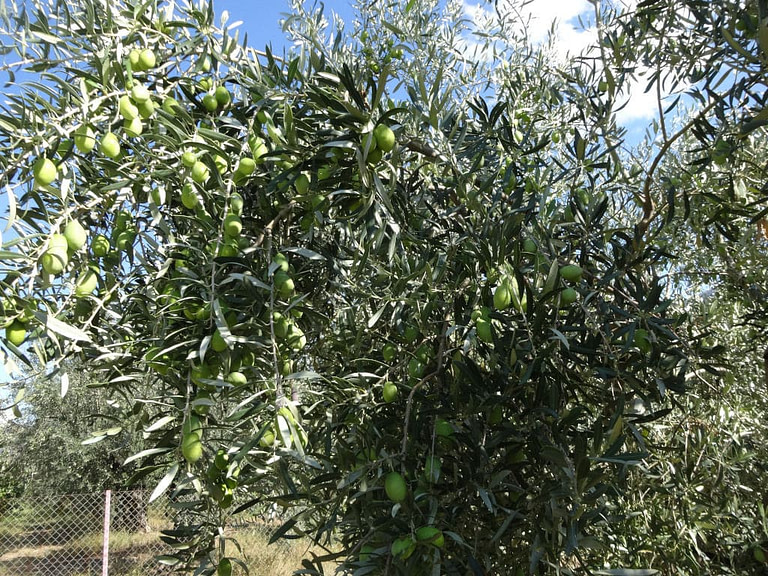close-up of branches of olive tree with unripe olives at 'Athanasopoulos Farm'