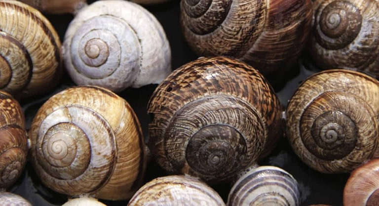 view up close of snail shells side by side at 'Feréikos' farm