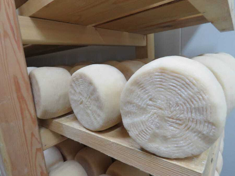 Close-up of round Greek ‘Manoura’ soft cheeses on wooden shelve
