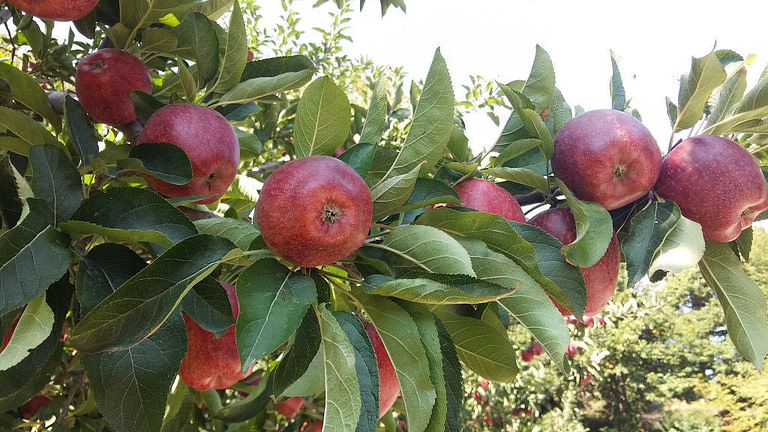 branches of ripe red apples at 'Zagorin' crops
