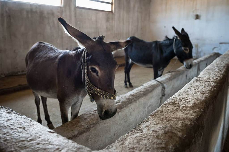 two donkeys in the front of stone trough inside at 'Gala Onou' farm