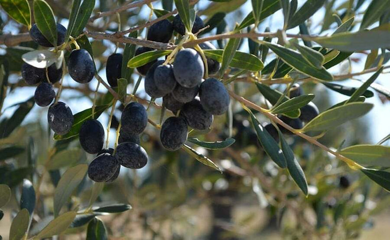 close-up of brunches of ripe olives at the World Olive Tree Day