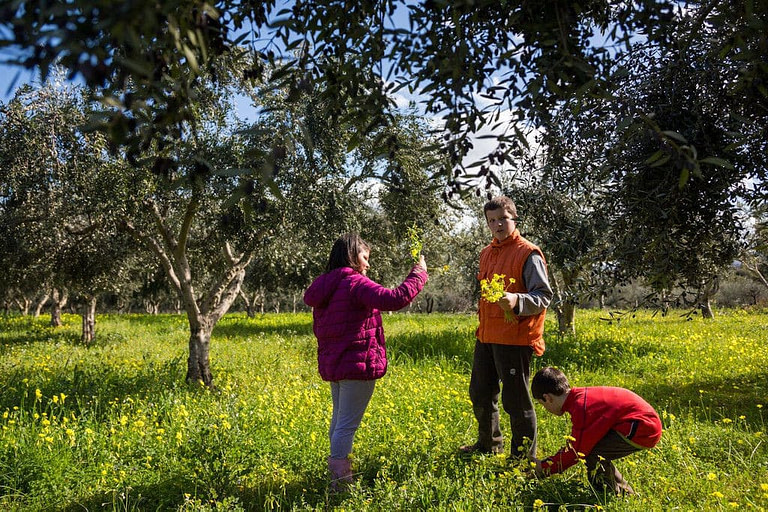 two boys and a little girl picking yellow flowers at 'Ktima Golemi' area with olive trees