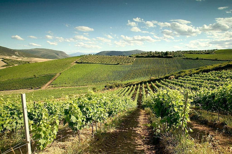 view of 'Domaine Hatzimichalis' vineyards in the background of blue sky