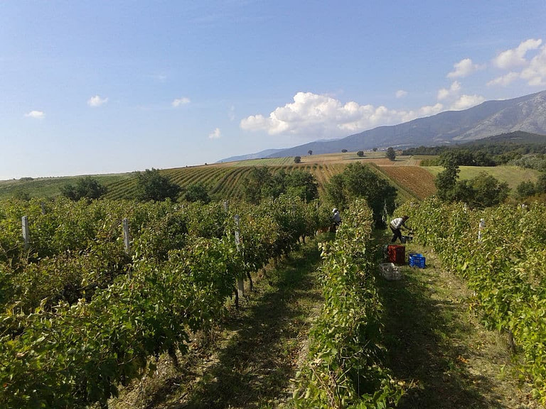 men picking grapes in 'Domaine Tatsis' vineyard
