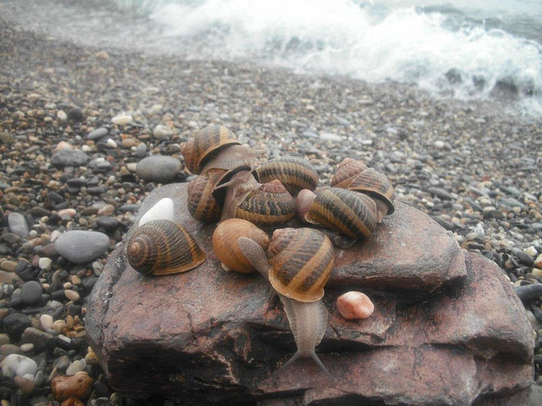 view up close of 'Escargot de Crete' land snails on wood surface and the seaside in the background
