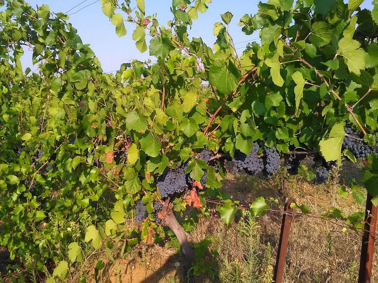 'Dio Fili' vineyards full of bunches of black grapes