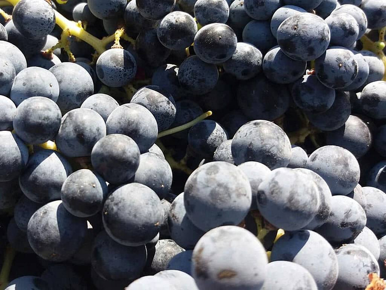 bunche of black grapes from 'Domaine Foivos' vineyards
