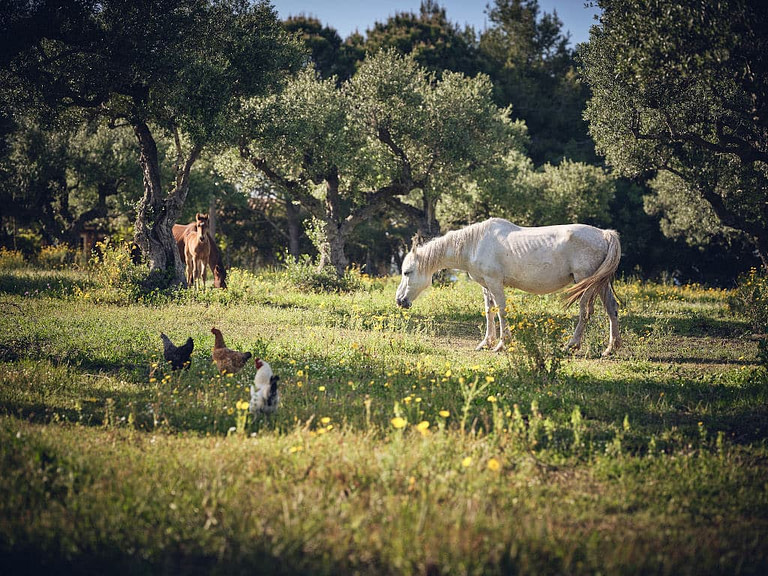 a white and a brown horses and three chickens in the green grass surrounded by olive trees at 'Logothetis Organic Farm'