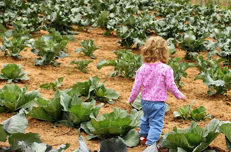 a little girl dressed with pink blouse walking in cabbage Perivolaki crops