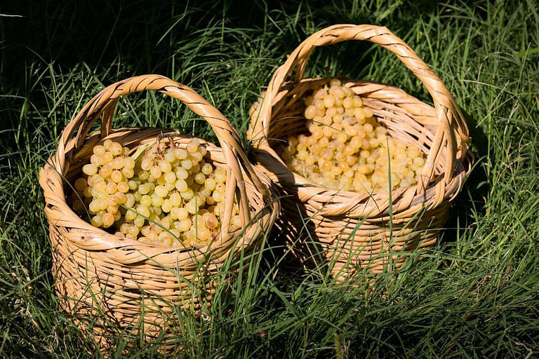two wicker baskets with bunches of white grapes on the green grass at 'Marianna'