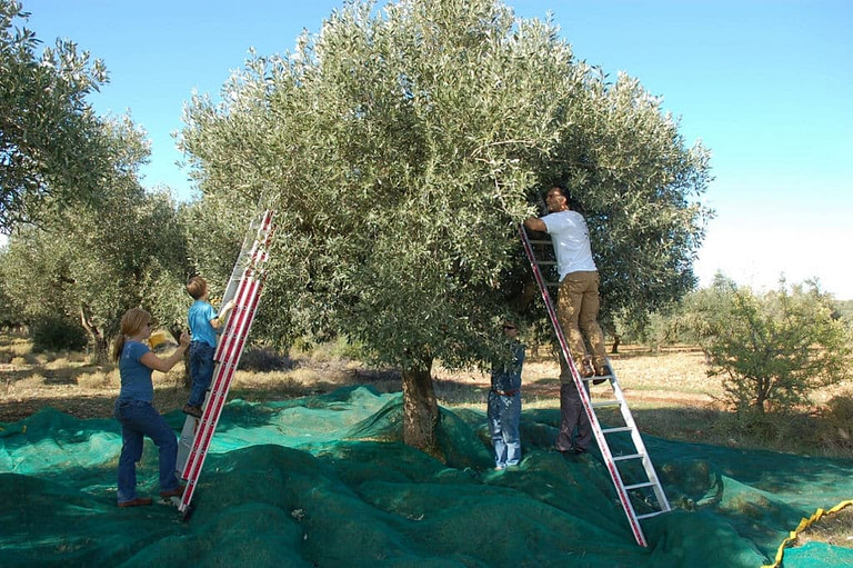 tourists on aluminum ladders picking olives from the tree at 'Eumelia' crops