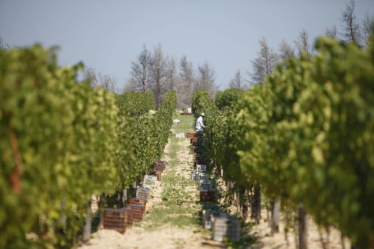 man with hat picking grapes at 'Tsantali Winery' vineyard
