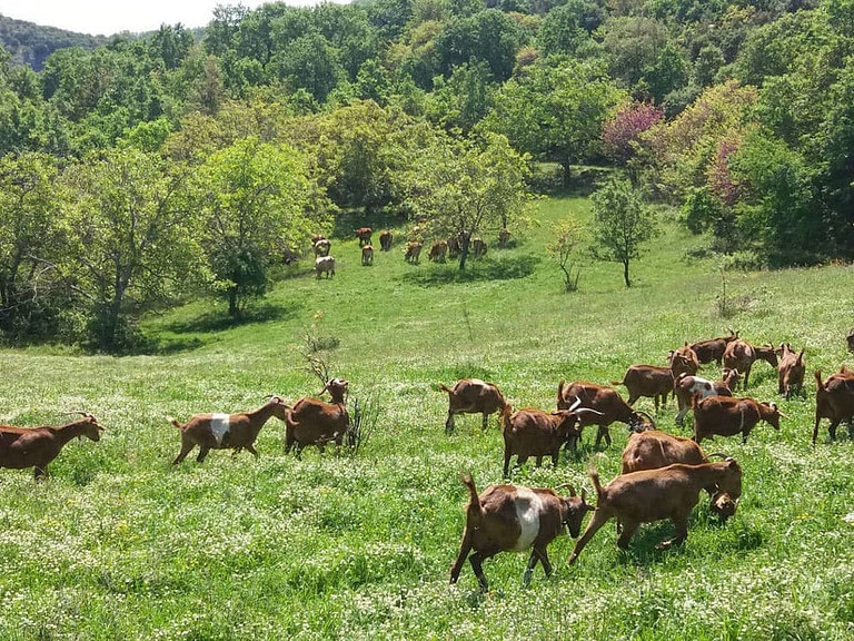 a group of brown goats grazing on green grass with trees in the background at 'Gralista Farm'