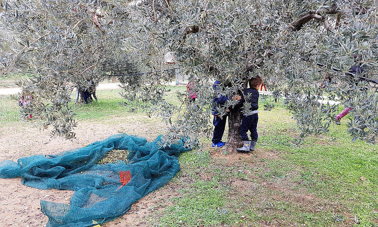 two children embracing a trunk of olive tree at Melas Epidauros