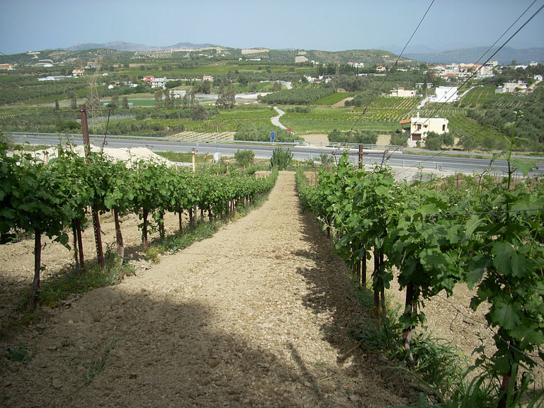 rows of vines at 'Efrosini Winery' vineyards in the background of road and buildings and vineyards