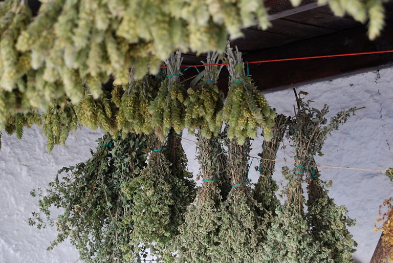 bunches of dry oregano and Sideritis also known as mountain tea hanging from the wood ceiling at 'Dioni Herbs' room