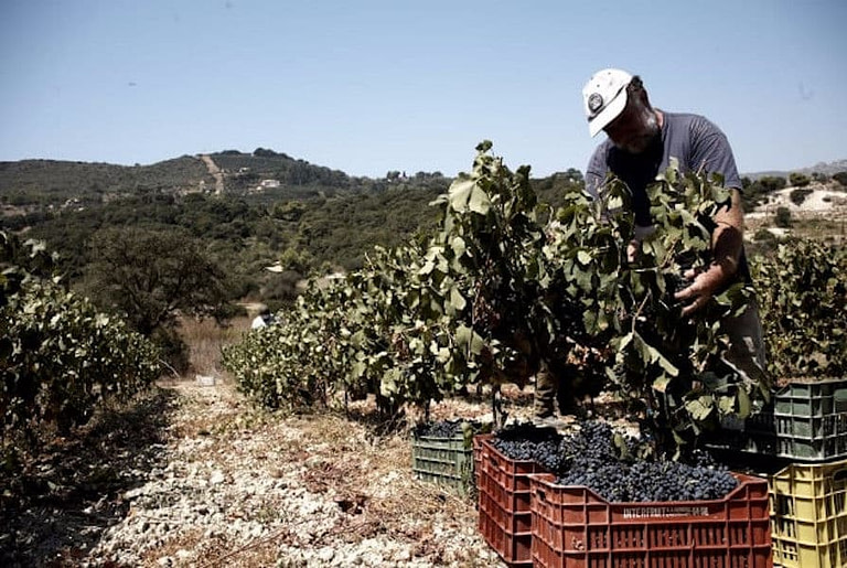 man picking black grapes and putting in plastic crates in 'Lithies Organic Farm' vineyards