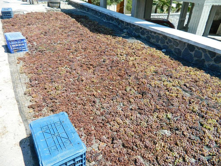 grapes on the ground for drying in the sun at 'Gavalas Winery' outside