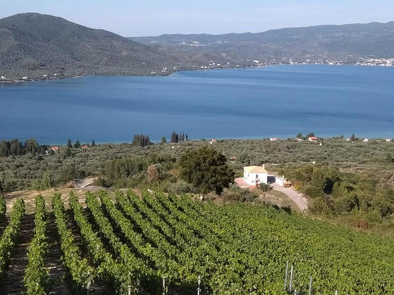 'Vriniotis Winery' from above, surrounded by trees, rows of vines, mountains and the sea