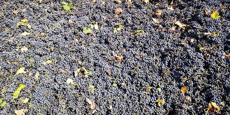 bunches of black grapes from 'Dionysia Kelaria' vineyards