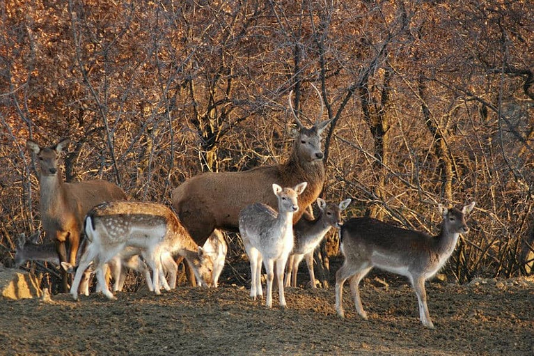 buck and a group of deers watching at the camera and some of them grazing on grass in the forest at 'Eurothirama' area