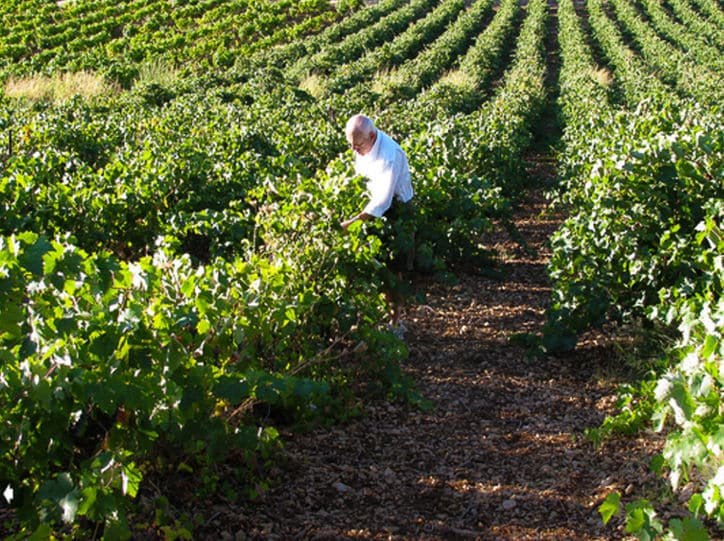 man working in the 'Papantonis Winery' vineyard