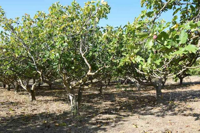 rows of fruit trees at Perivolaki farm