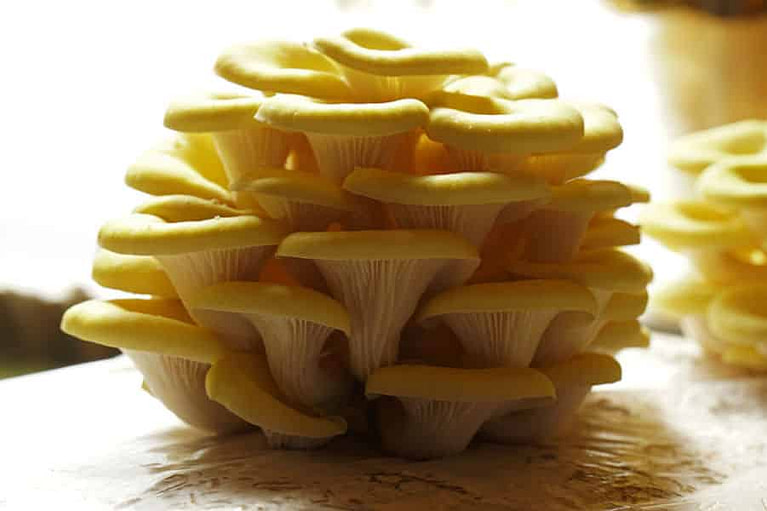 bunche of fresh yellow Pleurotus mushrooms from 'Dirfis' crops
