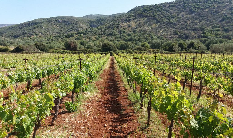 rows of vines at 'Domaine Foivos' vineyards in the background of trees and mountains